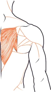 human trapezius muscle