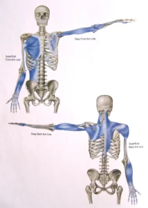 esqueleto humano