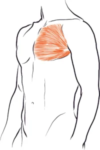 músculo do peitoral humano